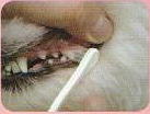 犬口ケア　歯ブラシスモールヘッド使用例