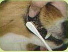 犬口ケア　歯ブラシラージヘッド使用例